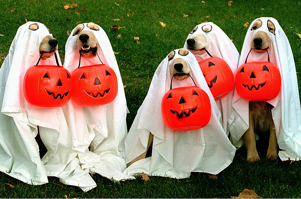 halloween pets