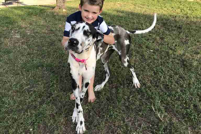 Kid Tricks Parents Into Adopting The Biggest Dog In The Shelter