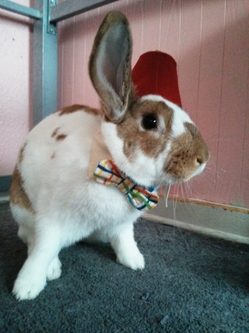 pets,doctor who,bunny
