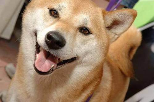 awesome dogs 4 Daily awww: Dogs are best friends for a reason (33 photos)