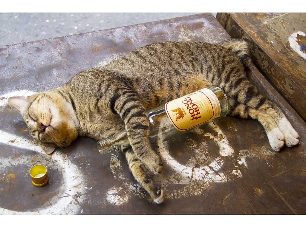 Cat Given Vodka to Avoid Antifreeze Poisoning