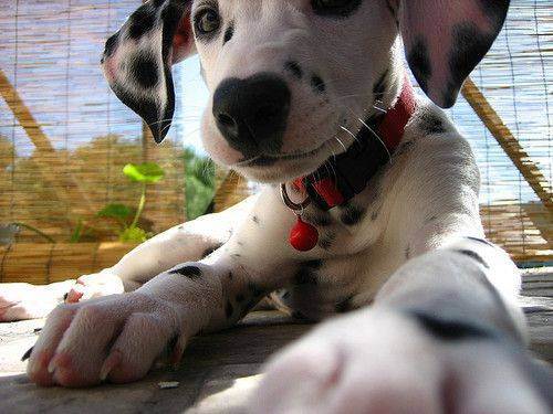 awesome dogs 30 Daily awww: Dogs are best friends for a reason (33 photos)