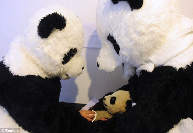 panda 1 Scientists are dressing up to fool bear cubs