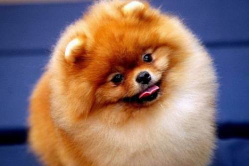 awesome dogs 2 Daily awww: Dogs are best friends for a reason (33 photos)