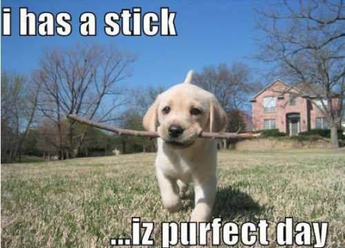 awesome dogs 31 Daily awww: Dogs are best friends for a reason (33 photos)