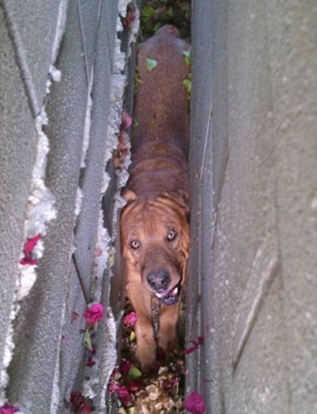 lovushka 001 Wally the dog gets stuck between two walls