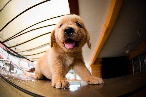 awesome dogs 26 Daily awww: Dogs are best friends for a reason (33 photos)