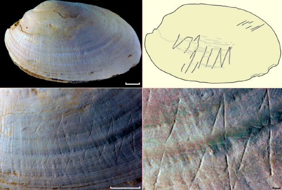 The geometric pattern on Pseudodon shell, from left to right, top to bottom: overview (scale bar - 1 cm); schematic representation; detail of main engraving area (scale bar - 1 cm); detail of the engraving (scale bar - 1 mm). Image credit: Josephine C. A. Joordens et al.