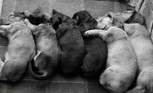 awesome dogs 12 Daily awww: Dogs are best friends for a reason (33 photos)