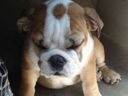 awesome dogs 5 Daily awww: Dogs are best friends for a reason (33 photos)