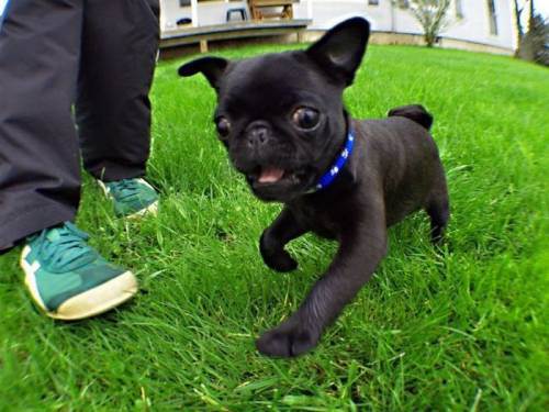 awesome dogs 6 Daily awww: Dogs are best friends for a reason (33 photos)