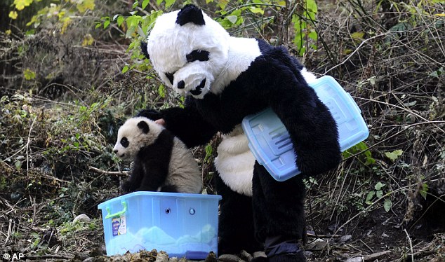 panda 3 Scientists are dressing up to fool bear cubs