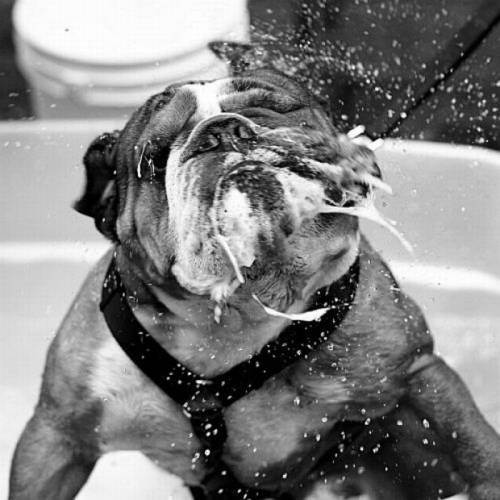 awesome dogs 23 Daily awww: Dogs are best friends for a reason (33 photos)