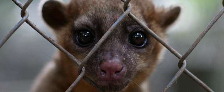 Kinkajou