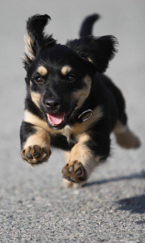 awesome dogs 8 Daily awww: Dogs are best friends for a reason (33 photos)