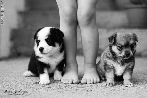 awesome dogs 22 Daily awww: Dogs are best friends for a reason (33 photos)
