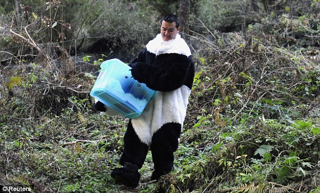 panda 4 Scientists are dressing up to fool bear cubs