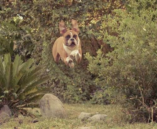 awesome dogs 28 Daily awww: Dogs are best friends for a reason (33 photos)