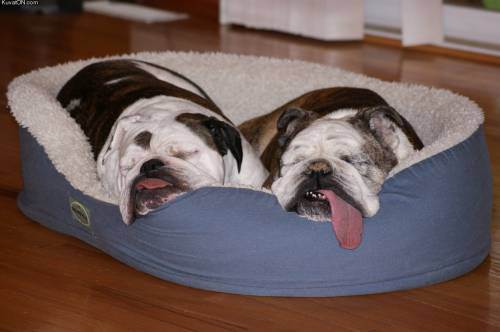 awesome dogs 32 Daily awww: Dogs are best friends for a reason (33 photos)