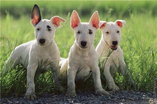 awesome dogs 15 Daily awww: Dogs are best friends for a reason (33 photos)