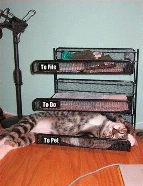 That Kitty Needs to Be Moved to the Top of the Priority List