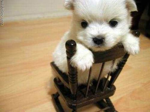 awesome dogs 11 Daily awww: Dogs are best friends for a reason (33 photos)