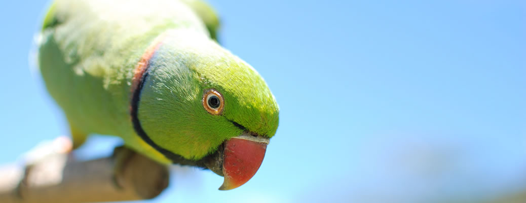Parakeet 