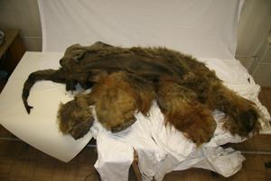 Woolly Mammoth Mummy Yields Well-Preserved Brain