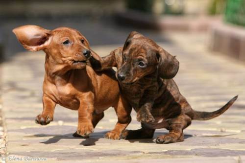 awesome dogs 24 Daily awww: Dogs are best friends for a reason (33 photos)