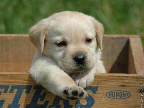 awesome dogs 18 Daily awww: Dogs are best friends for a reason (33 photos)