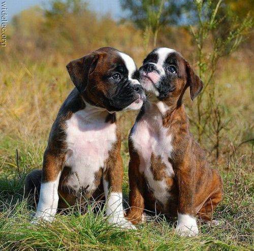 awesome dogs 7 Daily awww: Dogs are best friends for a reason (33 photos)
