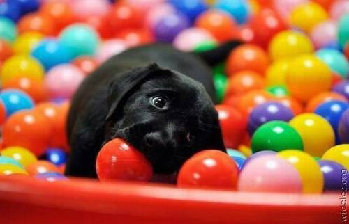 awesome dogs 17 Daily awww: Dogs are best friends for a reason (33 photos)