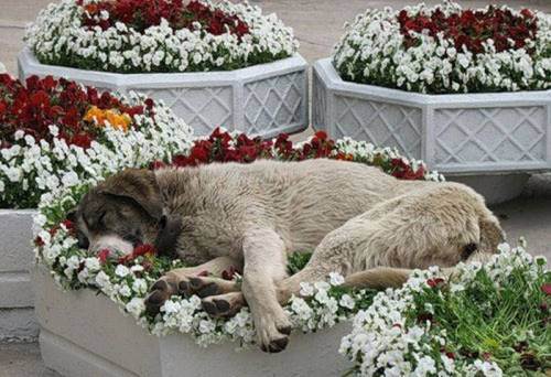 awesome dogs 0 Daily awww: Dogs are best friends for a reason (33 photos)