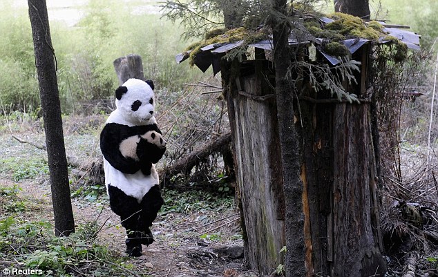 panda 2 Scientists are dressing up to fool bear cubs