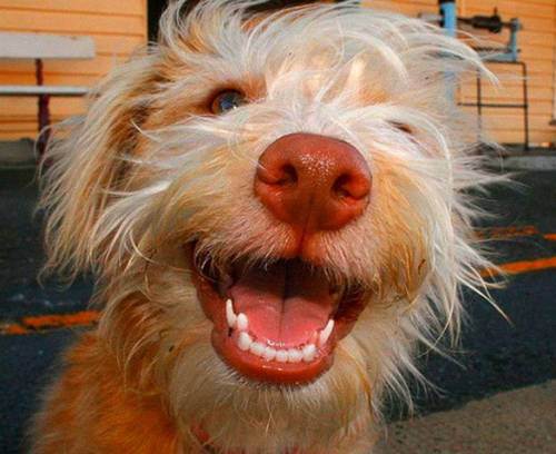awesome dogs 3 Daily awww: Dogs are best friends for a reason (33 photos)