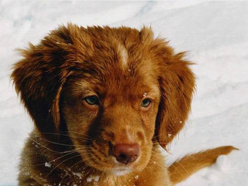 a awesome dogs 13 Daily awww: Dogs are best friends for a reason (33 photos)
