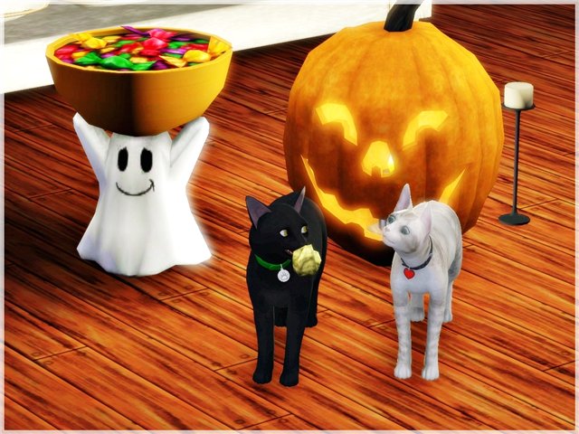 Halloween Party for pets