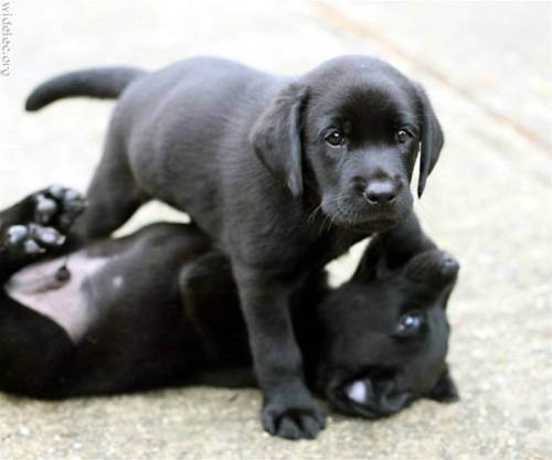 awesome dogs 21 Daily awww: Dogs are best friends for a reason (33 photos)