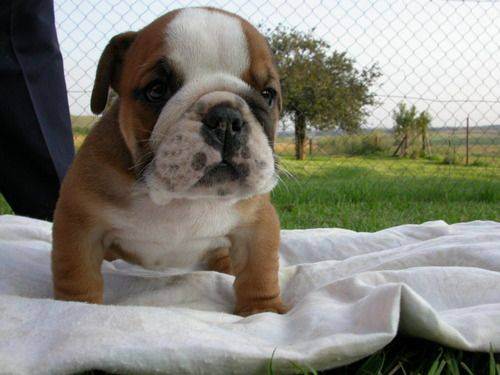 awesome dogs 27 Daily awww: Dogs are best friends for a reason (33 photos)