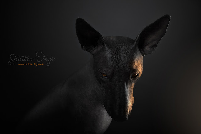Animal Portraits from Tony Gigov Seen On www.coolpicturegallery.us