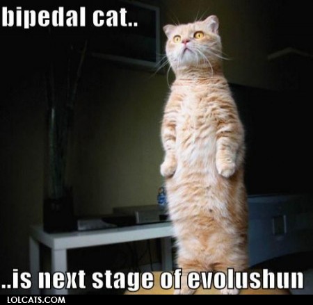 bipedal cat is next stage of evolushun