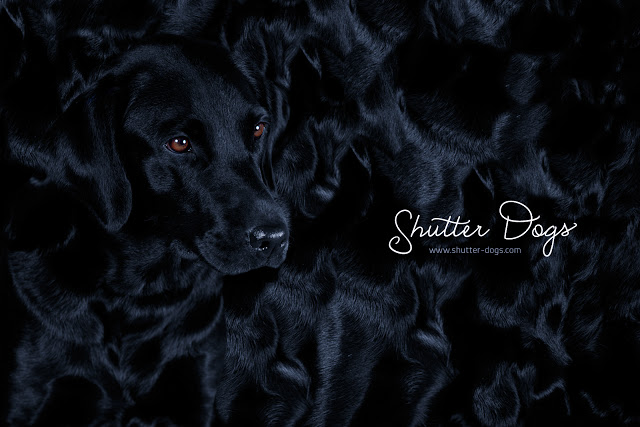 Animal Portraits from Tony Gigov Seen On www.coolpicturegallery.us