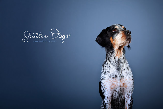 Animal Portraits from Tony Gigov Seen On www.coolpicturegallery.us
