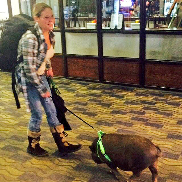 Emotional Support Pig Kicked Off Plane