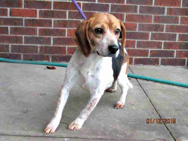 royal rescue dog beagle 