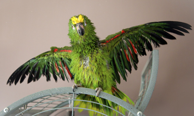 Amazon Parrot