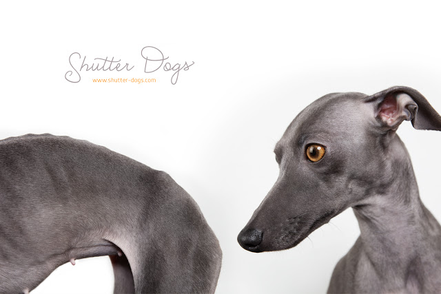 Animal Portraits from Tony Gigov Seen On www.coolpicturegallery.us