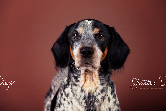 Animal Portraits from Tony Gigov Seen On www.coolpicturegallery.us