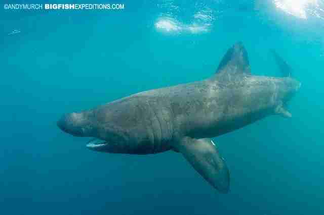 Basking shark with his mouth closed