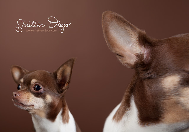 Animal Portraits from Tony Gigov Seen On www.coolpicturegallery.us
